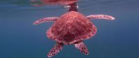 Picture of Adventures in the Caribbean: St. John Turtle floating in calm caribbean ocean water
