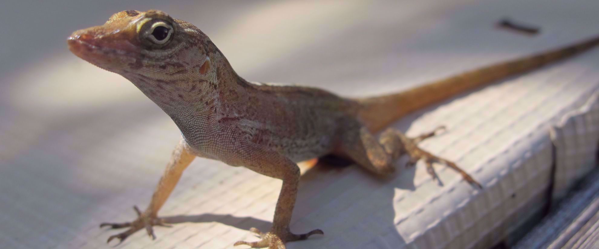 Lizard in the sun on table in caribbean