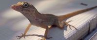 Picture of Adventures in the Caribbean: St. John Lizard in the sun on table in caribbean
