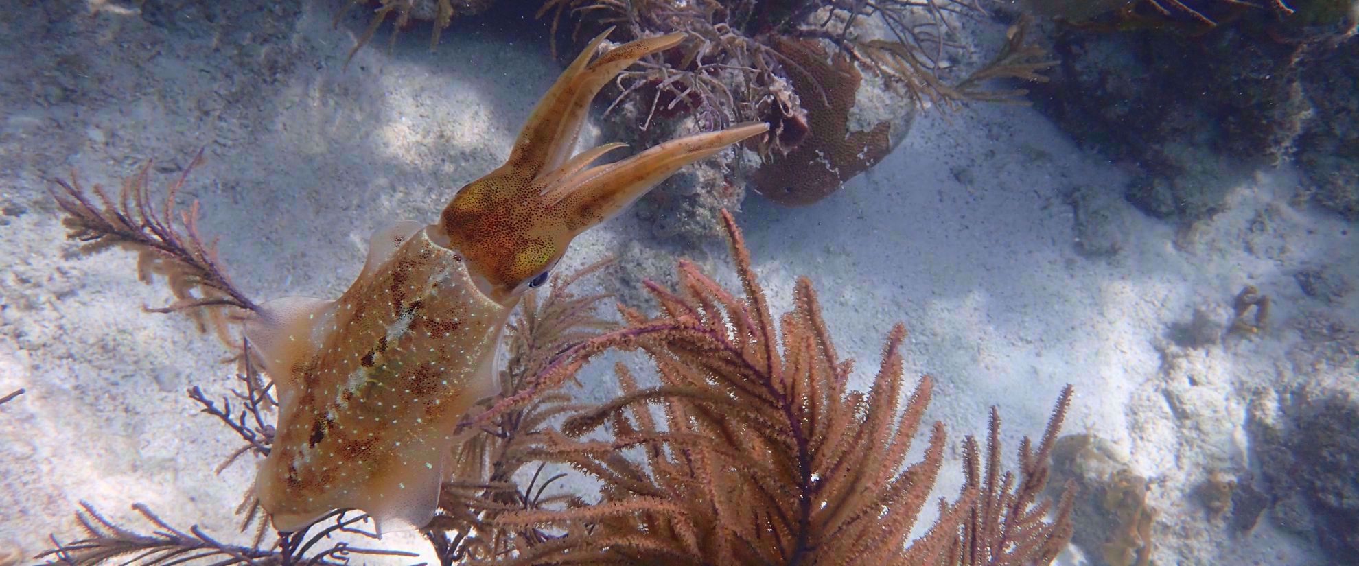 Squid in crystal clear caribbean water
