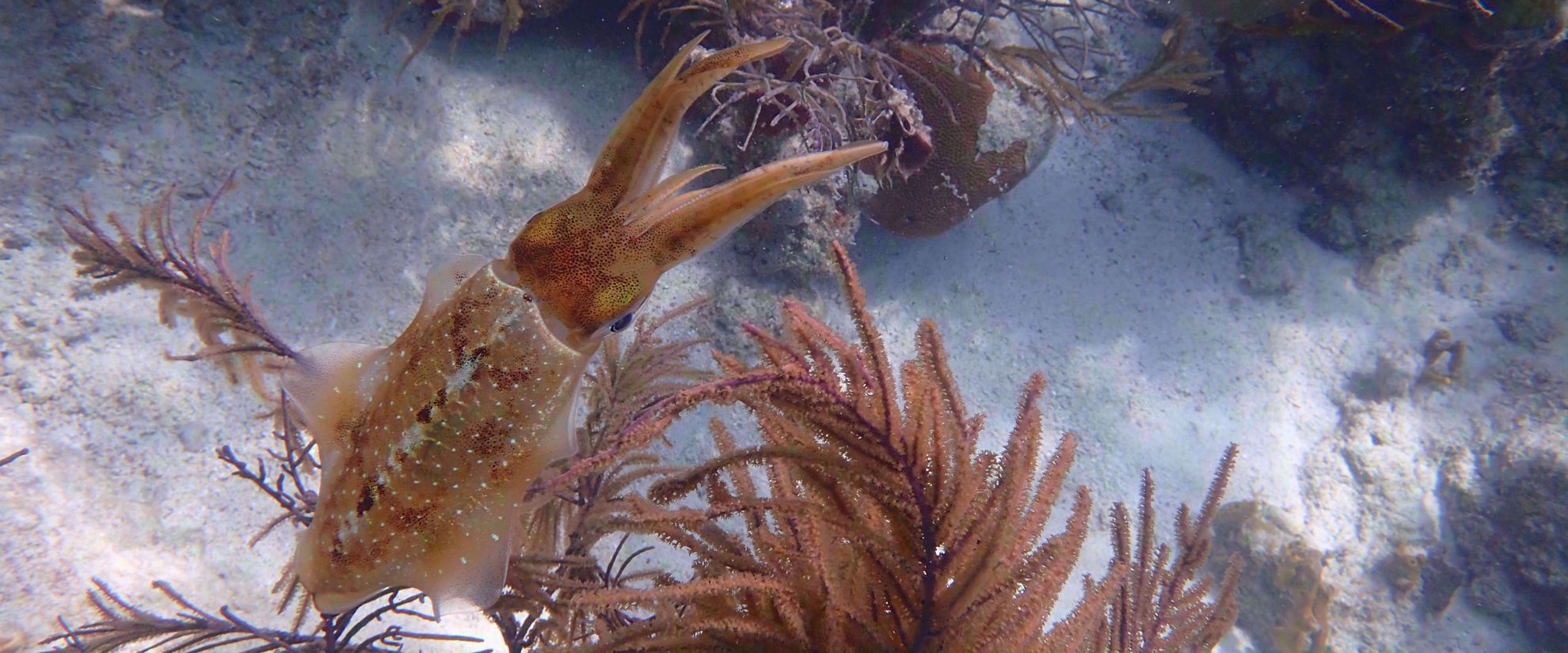 Picture of Adventures in the Caribbean: St. John Squid in crystal clear caribbean water