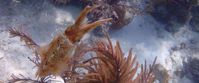 Picture of Adventures in the Caribbean: St. John Squid in crystal clear caribbean water