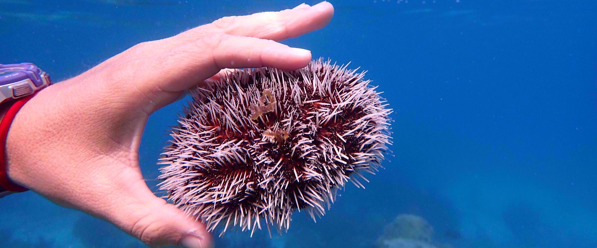 Sea urchin underwater in caribbean