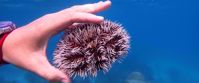 Picture of Adventures in the Caribbean: St. John Sea urchin underwater in caribbean