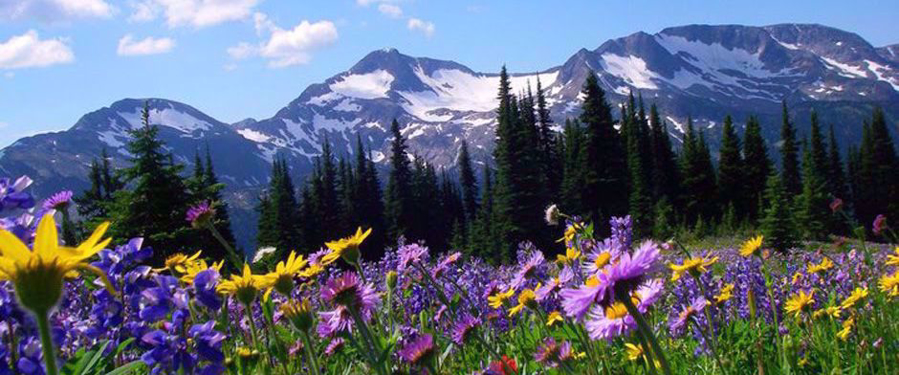 purple and yellow wildflowers in british colombia canada