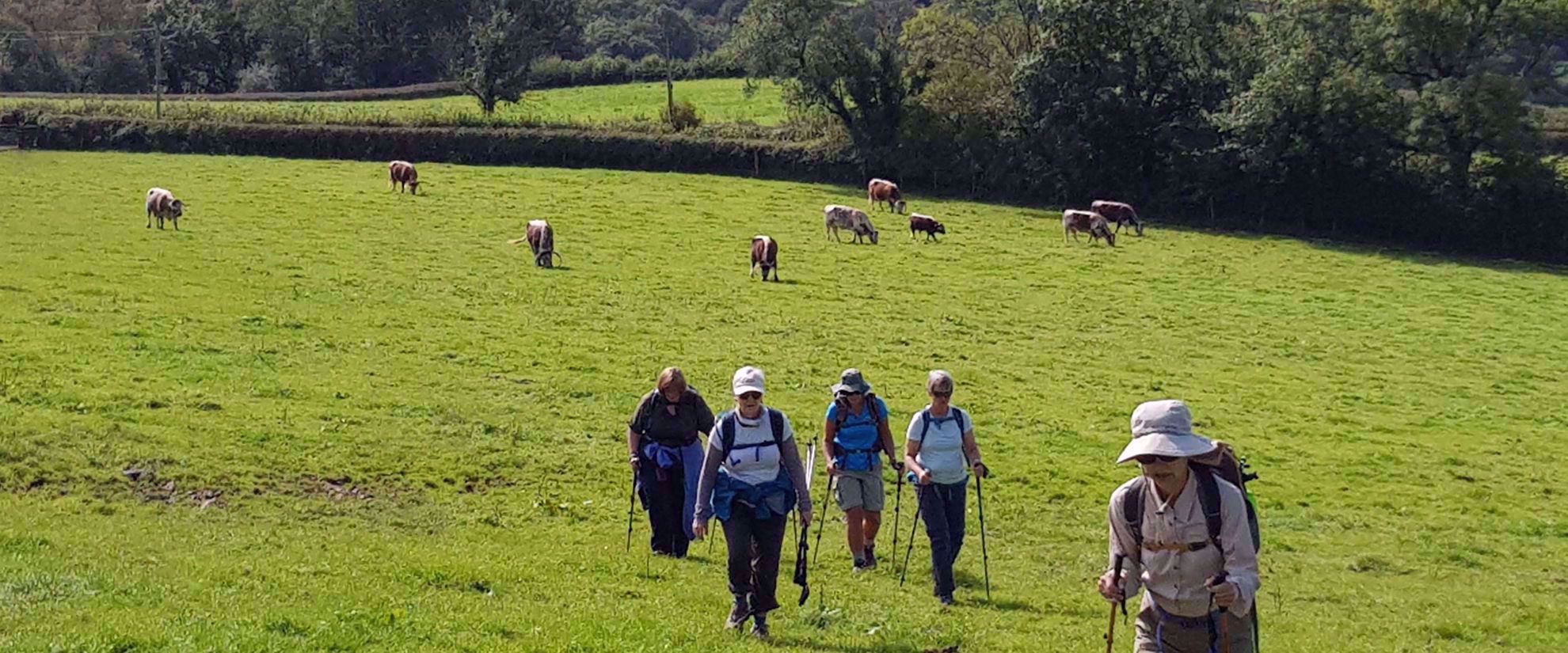 Picture of Hiking Wales hiking through field with cows whales