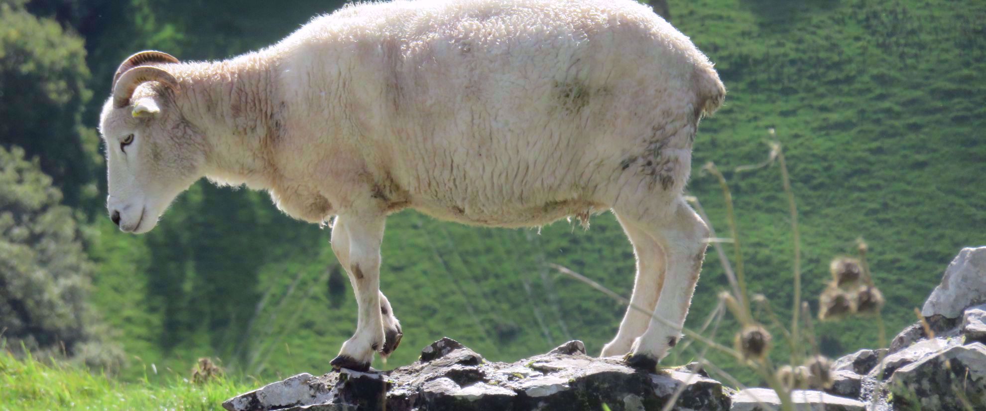 mountain goat in whales