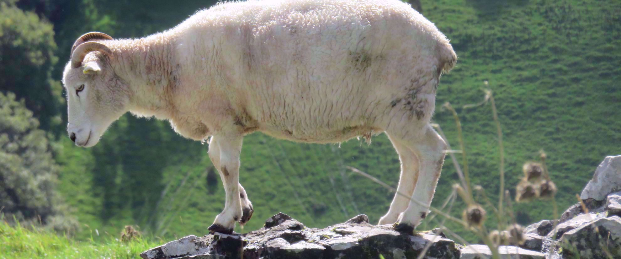 Picture of Hiking Wales mountain goat in whales
