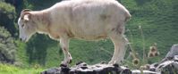 Picture of Hiking Wales mountain goat in whales