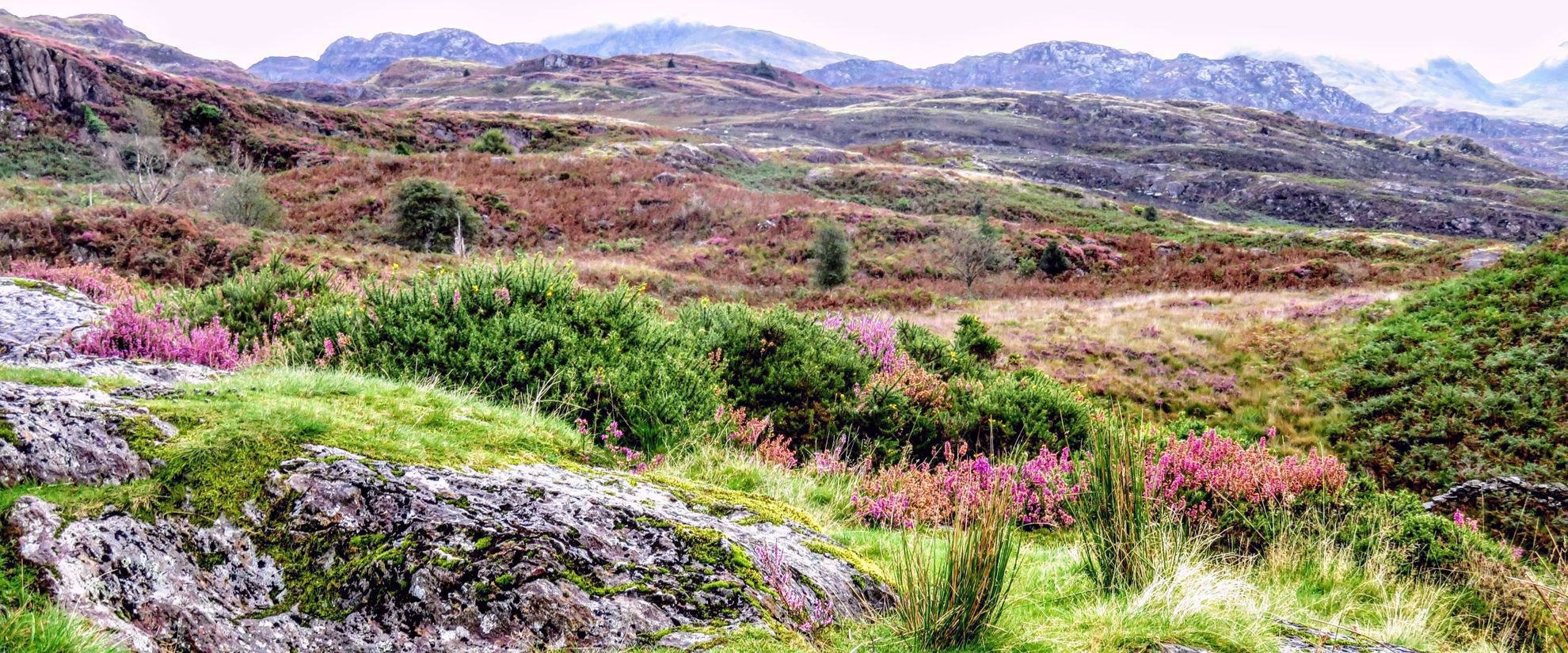 Picture of Hiking Wales wildflowers in whales