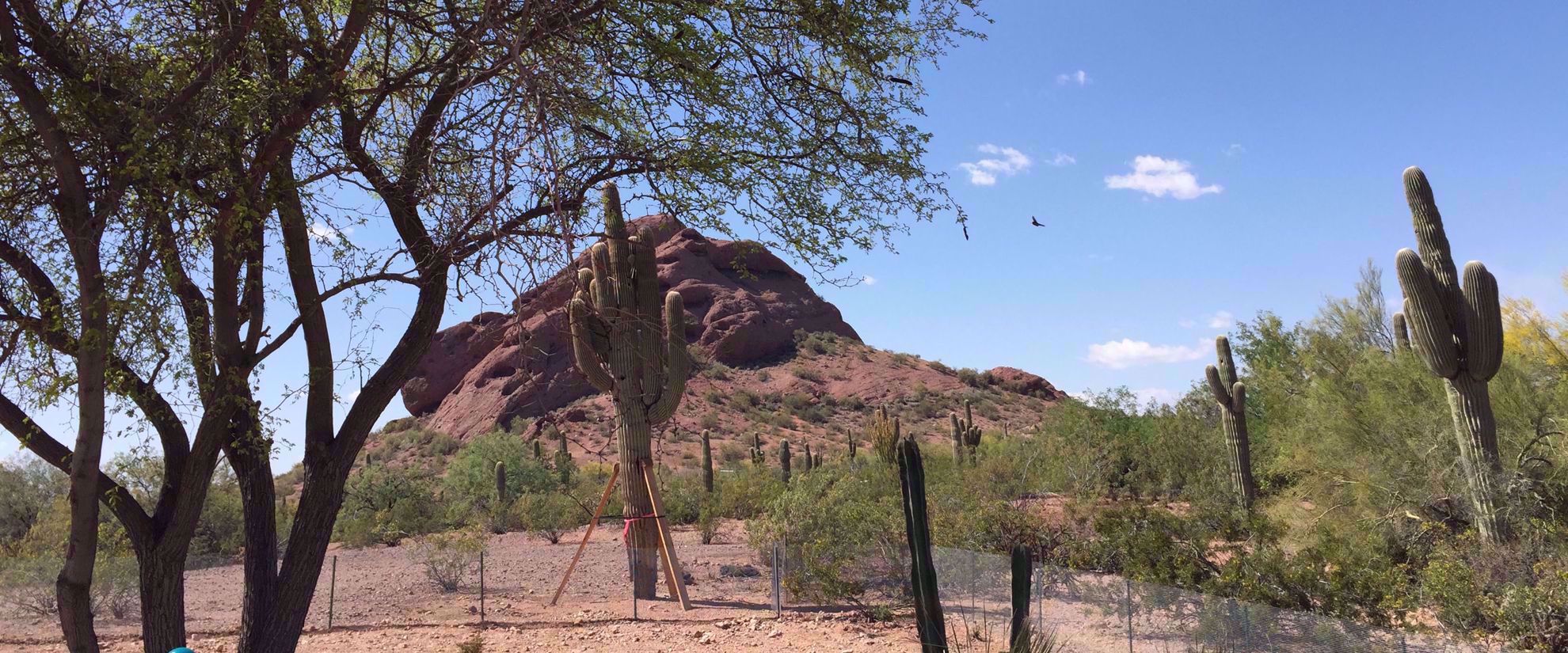 cactus in sedona arizona