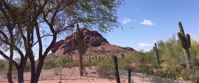 Picture of Sedona and the Grand Canyon cactus in sedona arizona