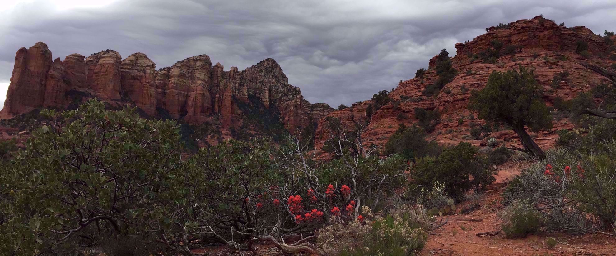 Picture of Sedona and the Grand Canyon red flowers and green plants in grand canyon arizona