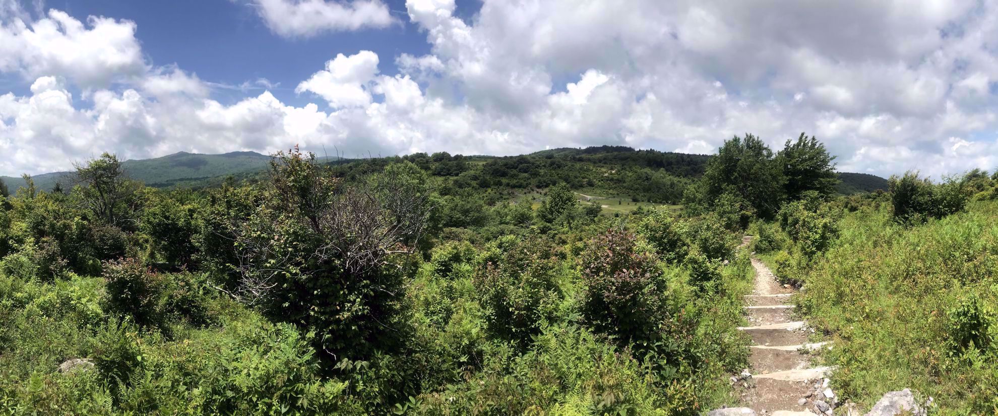 greenery on the appalachian trail