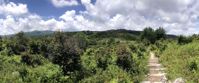 Picture of Intro to Lightweight Backpacking on the AT greenery on the appalachian trail