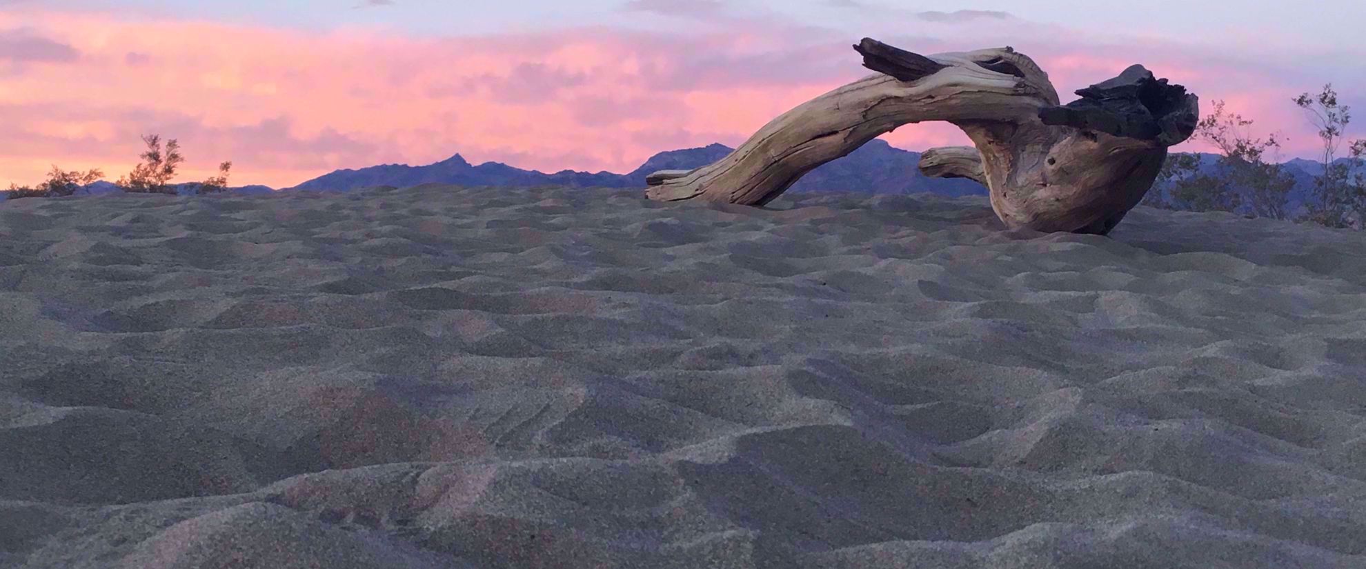 Picture of Desert Oasis Adventure: From Death Valley to Joshua Tree sand and driftwood in death valley national park
