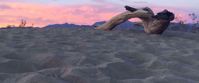 Picture of Desert Oasis Adventure: From Death Valley to Joshua Tree sand and driftwood in death valley national park