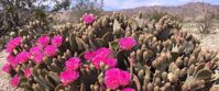 Picture of Desert Oasis Adventure: From Death Valley to Joshua Tree cactus flowers in death valley national park