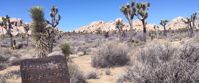 Picture of Desert Oasis Adventure: From Death Valley to Joshua Tree here is here sign in desert
