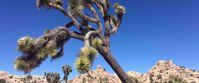Picture of Desert Oasis Adventure: From Death Valley to Joshua Tree yucca tree in joshua tree national park