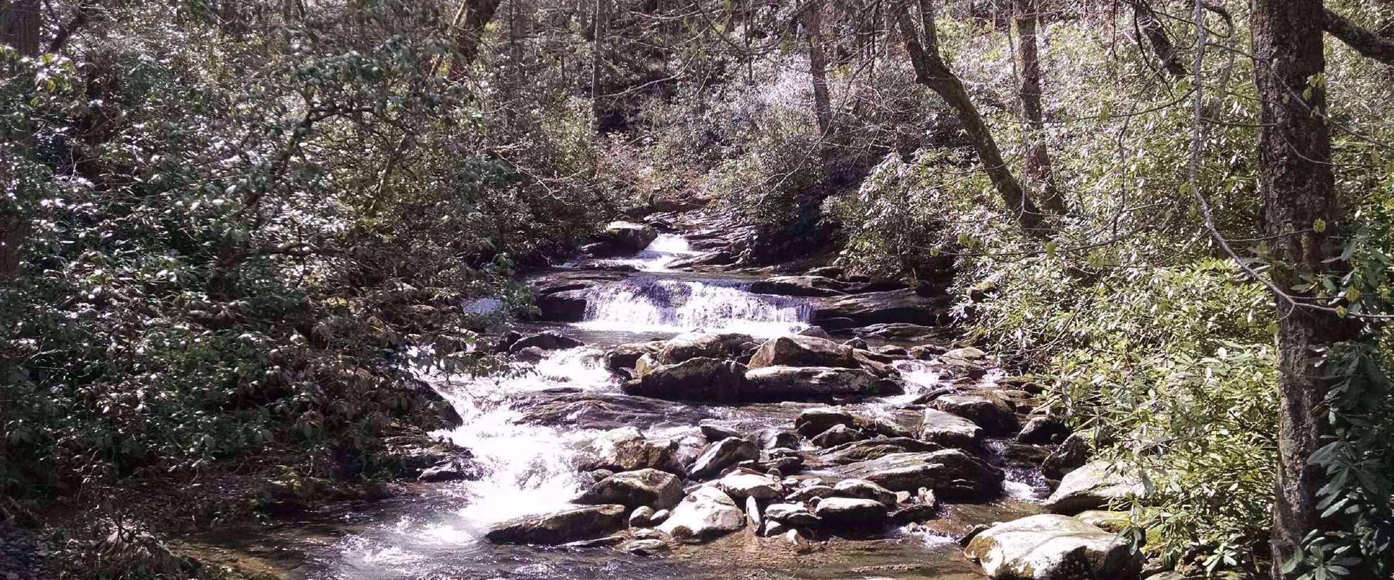 Picture of Wildflowers & Waterfalls: Exploring the Great Smokies
