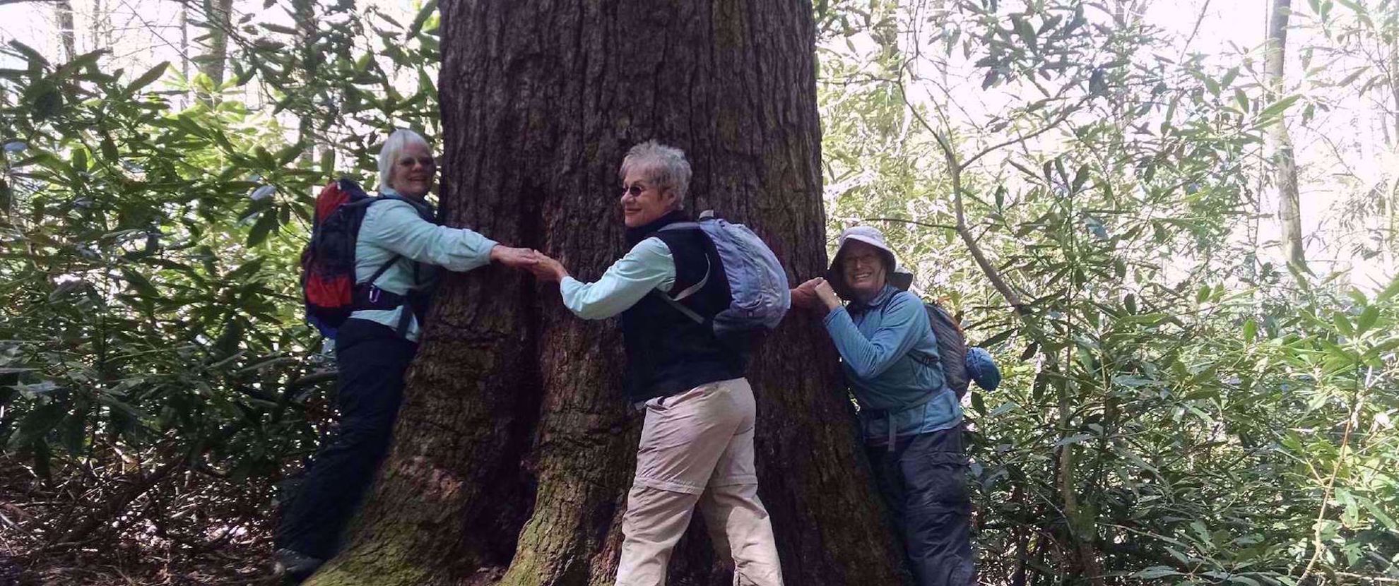 Picture of Wildflowers & Waterfalls: Exploring the Great Smokies