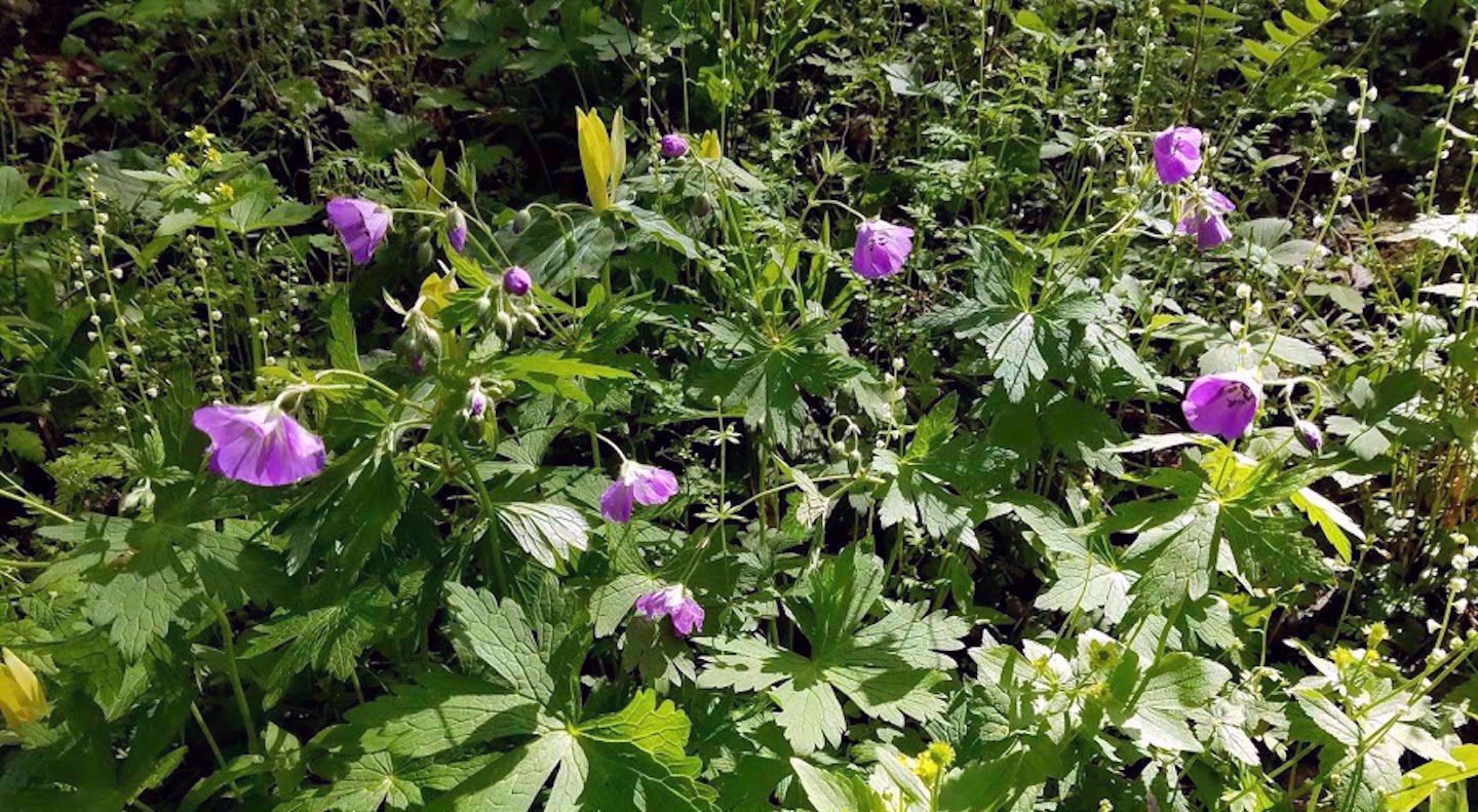 Picture of Wildflowers & Waterfalls: Exploring the Great Smokies