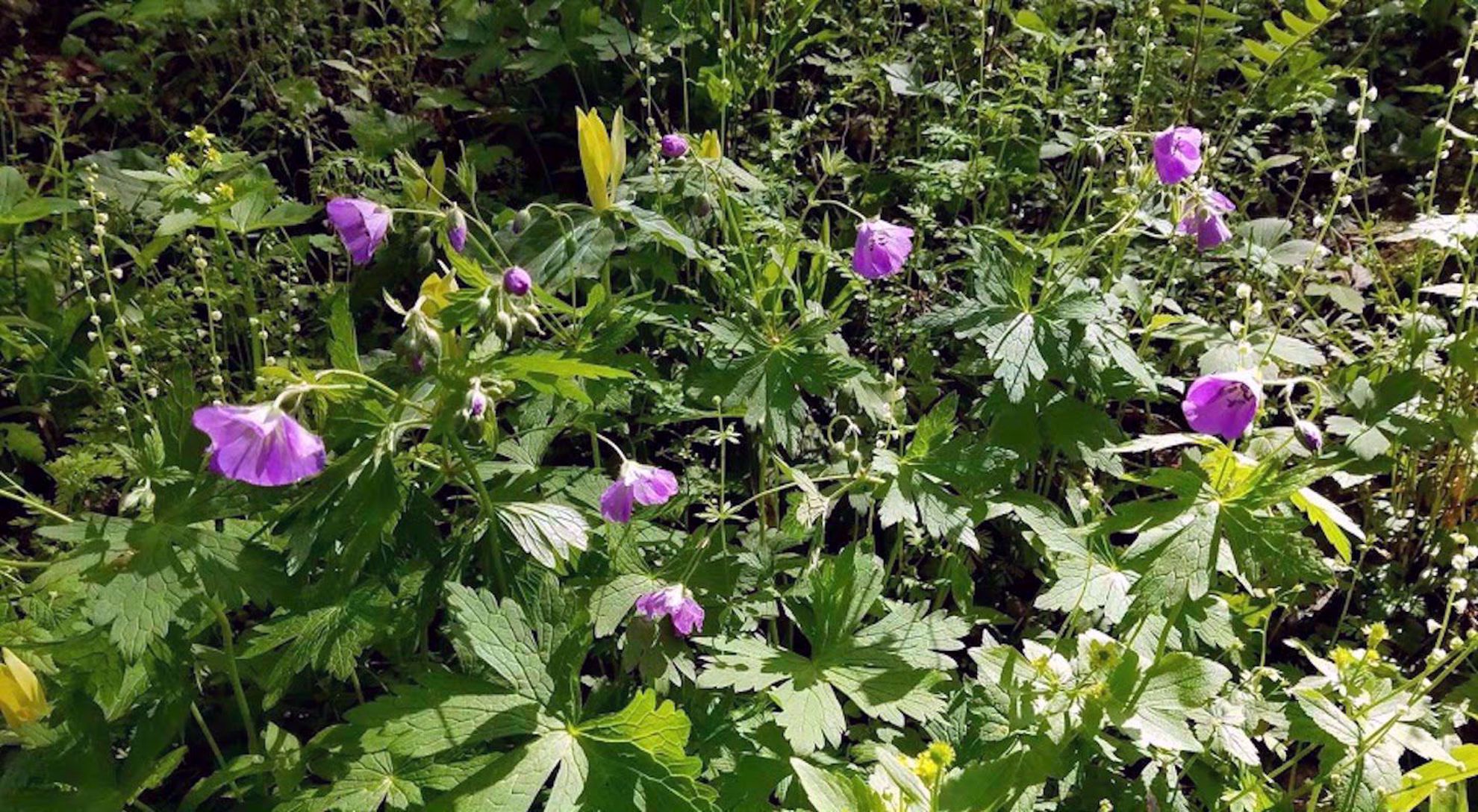 Picture of Wildflowers & Waterfalls: Exploring the Great Smokies