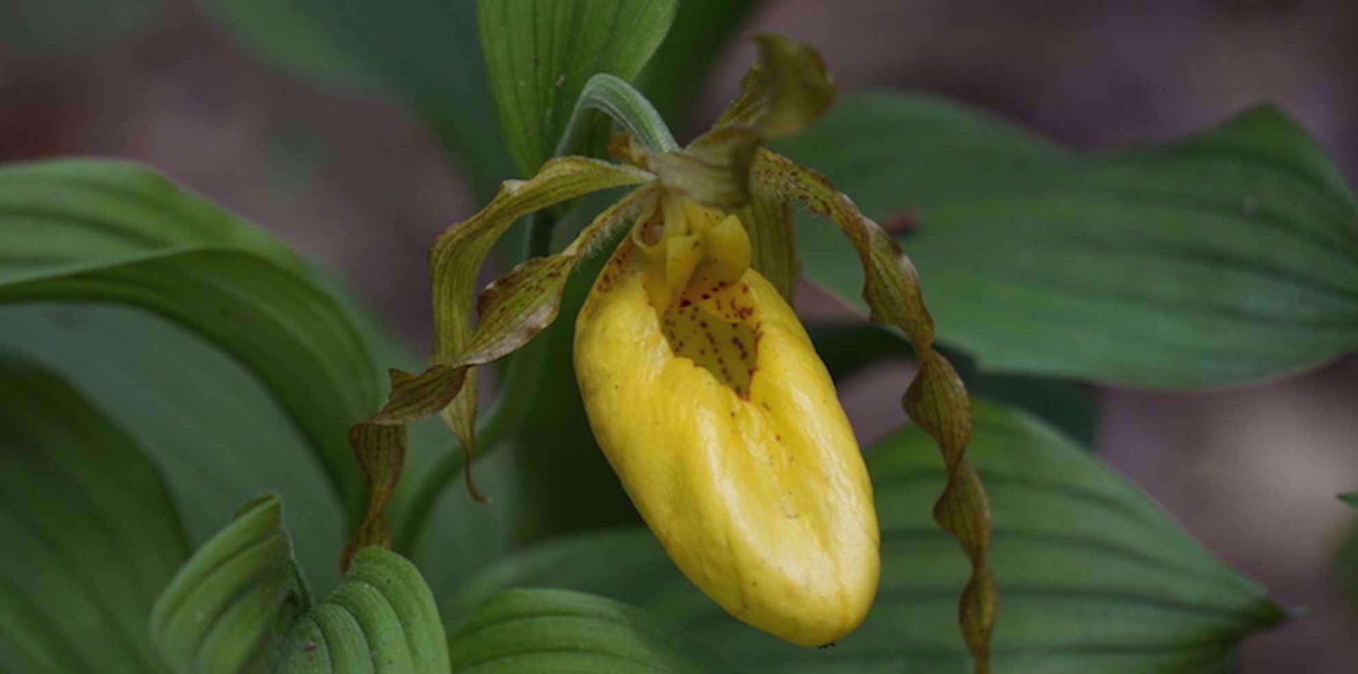 Picture of Wildflowers & Waterfalls: Exploring the Great Smokies