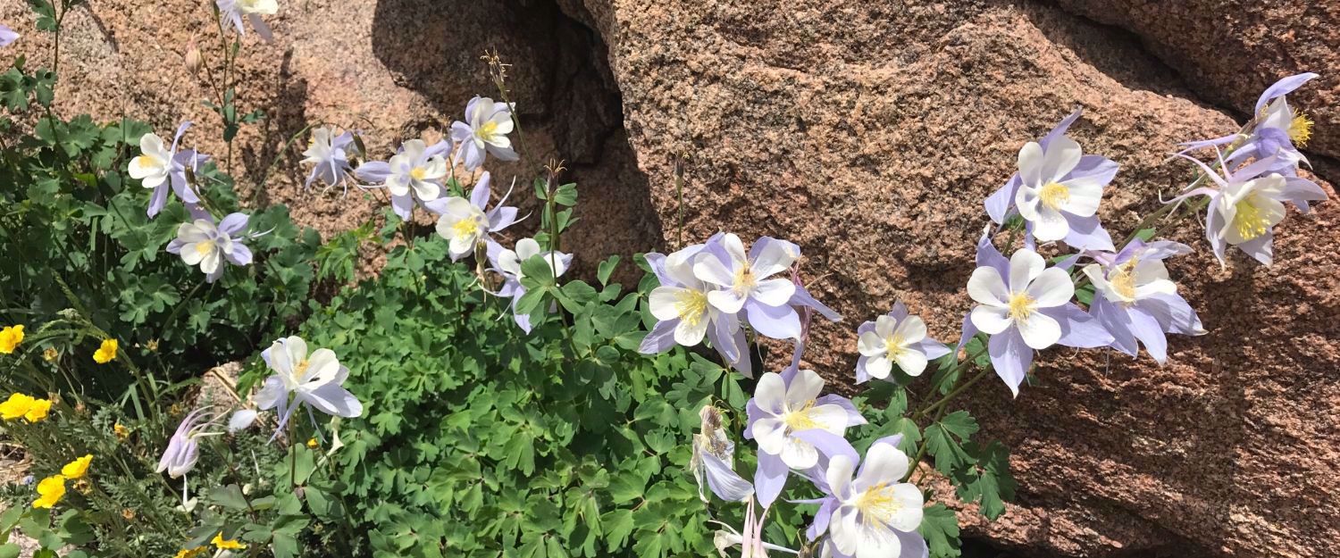 wildflowers snowy mountains wyoming close up