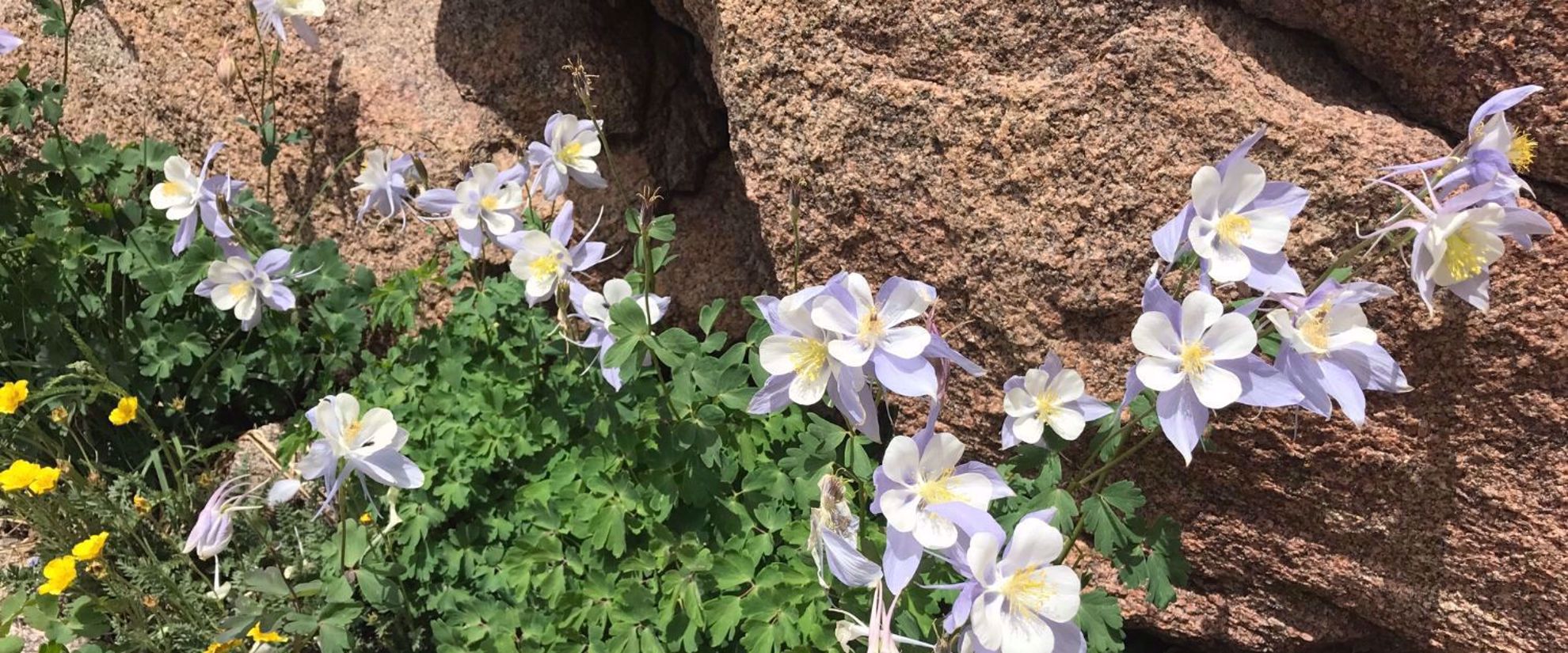 Picture of Alpine Hiking in the Snowy Range wildflowers snowy mountains wyoming close up
