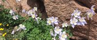 Picture of Alpine Hiking in the Snowy Range wildflowers snowy mountains wyoming close up