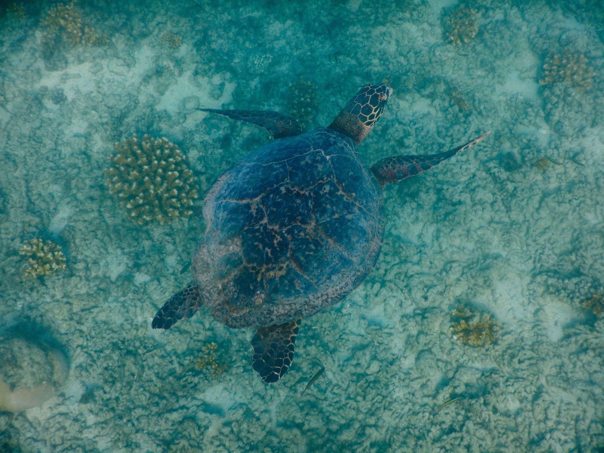 Sea Turtle