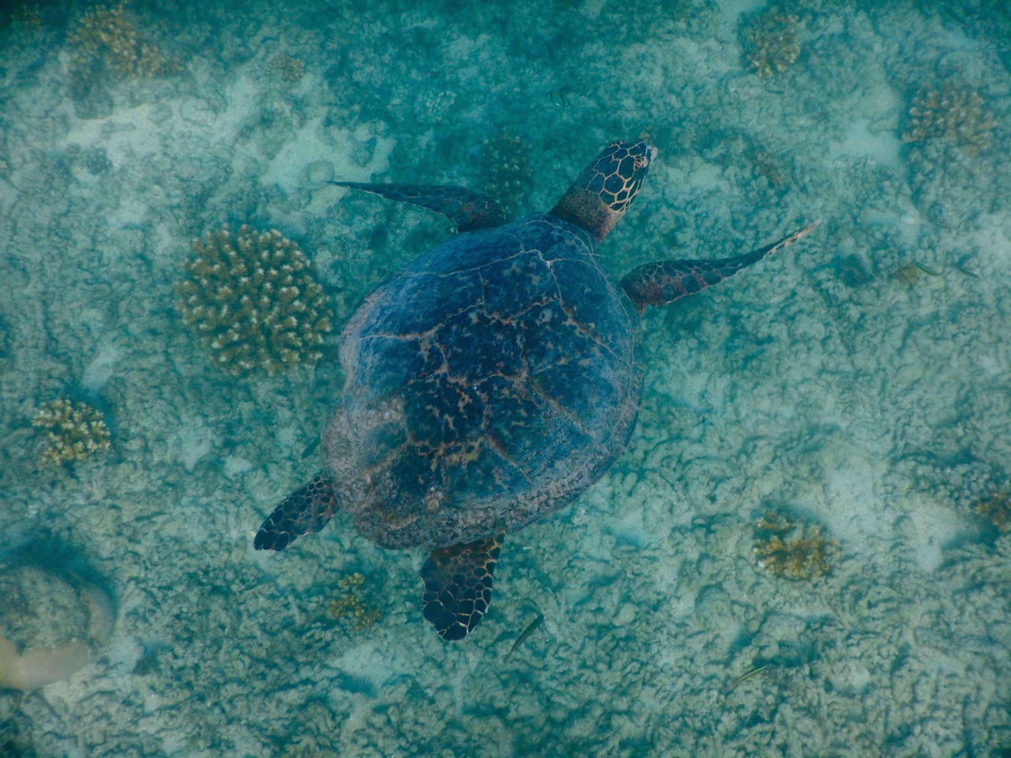Sea Turtle in Panama Sea Turtle