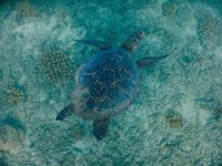 Sea Turtle in Panama Sea Turtle