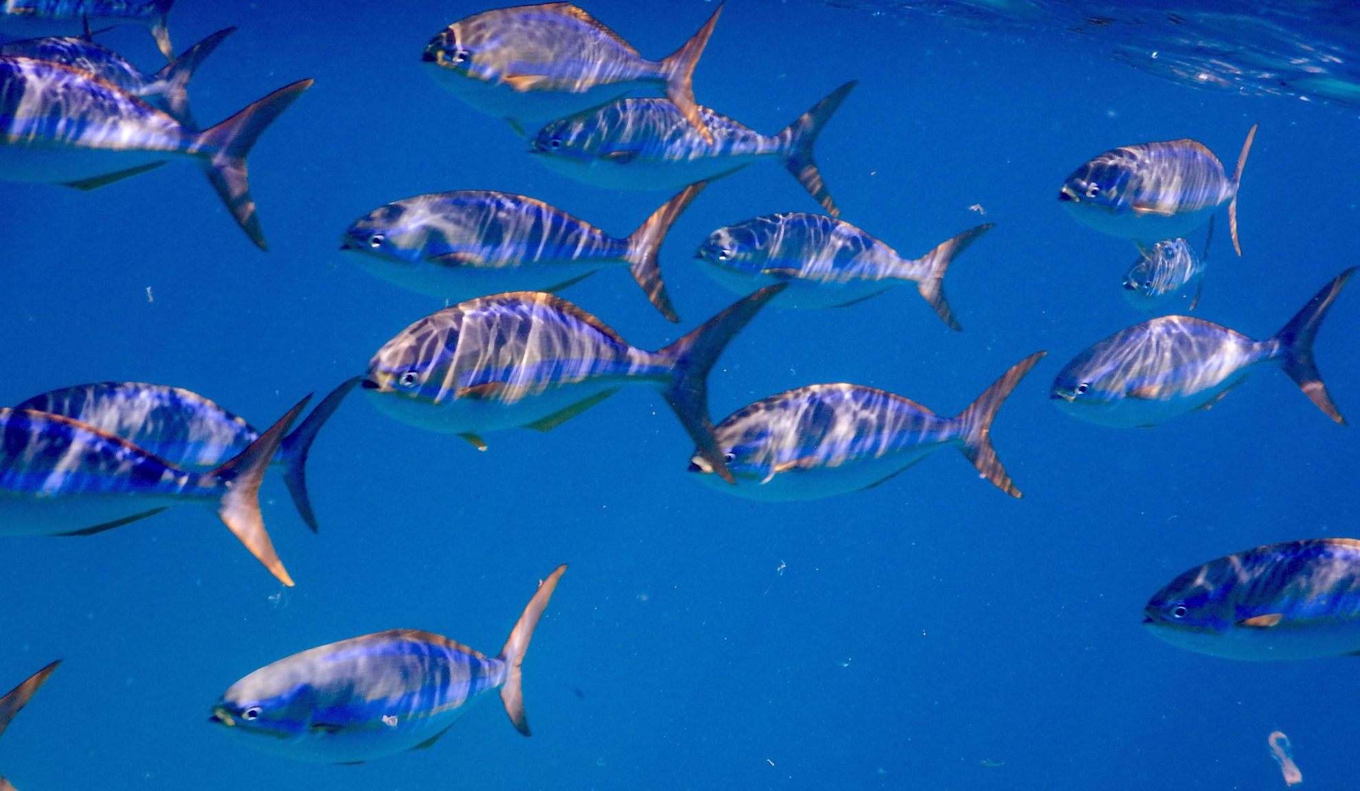Fish