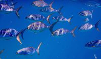 Fish Fish