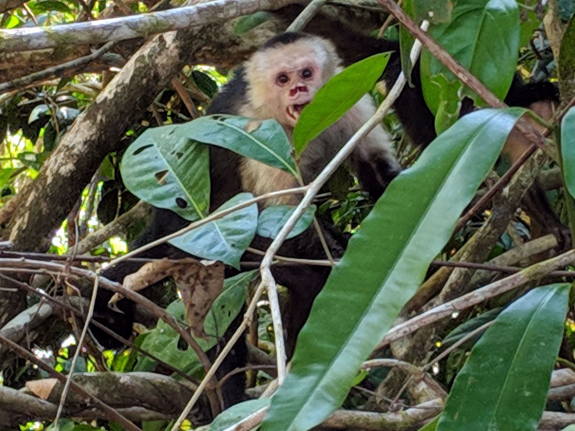 Monkey