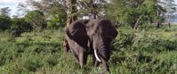Picture of Kilimanjaro Climb and Safari elephant