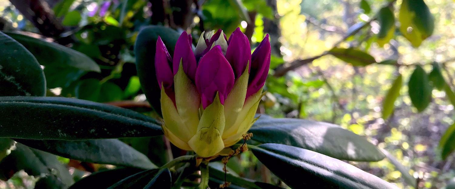 Picture of Wildflowers & Waterfalls: Exploring the Great Smokies