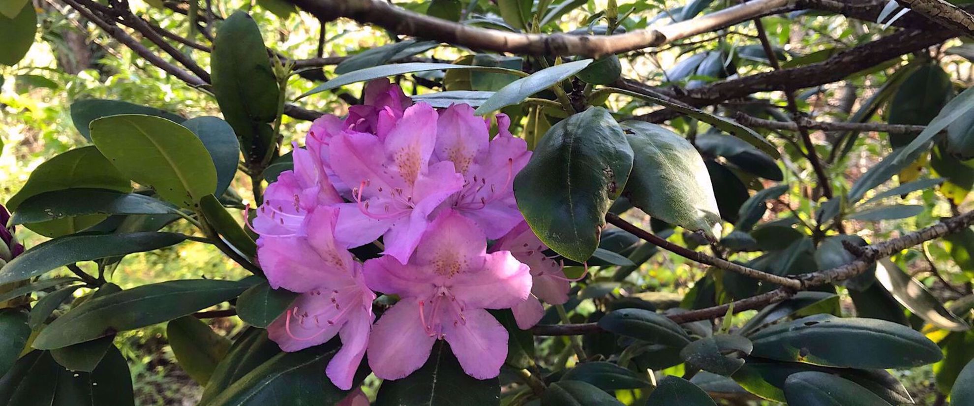 Picture of Wildflowers & Waterfalls: Exploring the Great Smokies