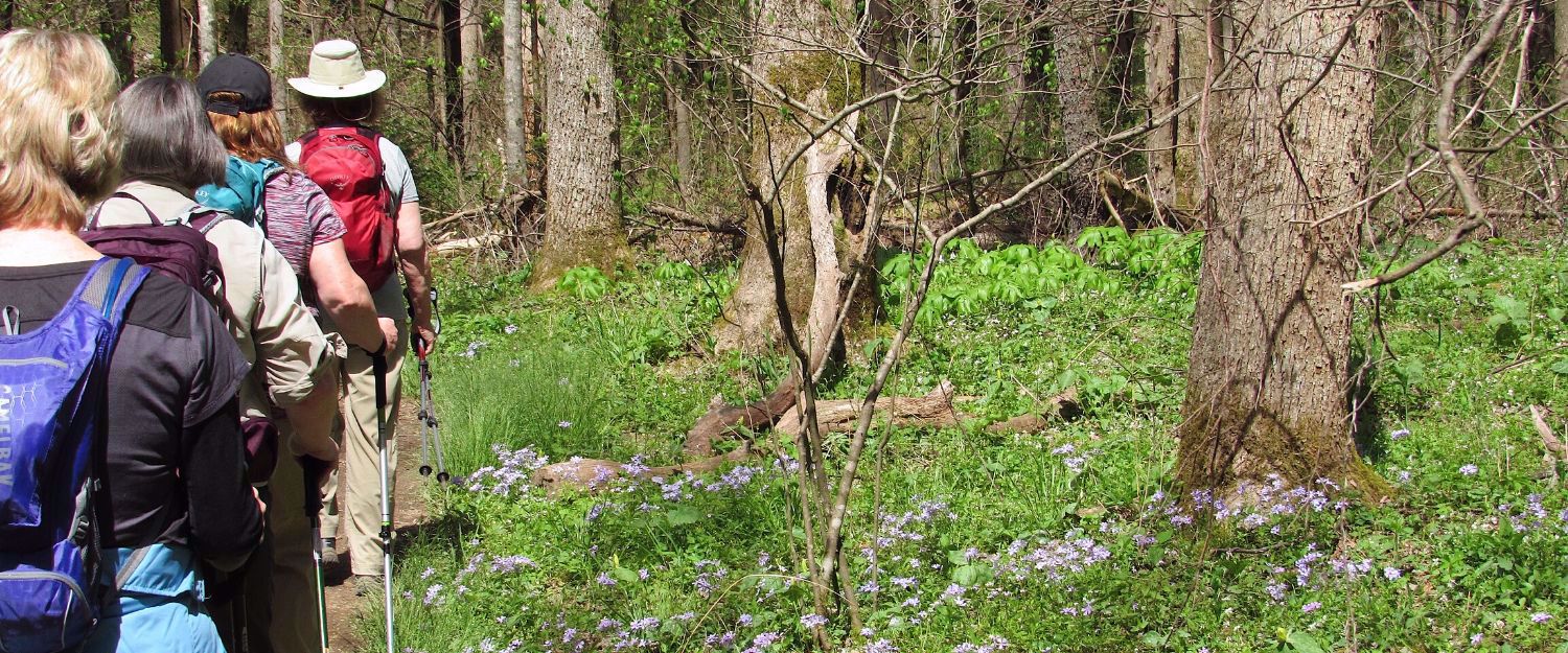 Picture of Wildflowers & Waterfalls: Exploring the Great Smokies