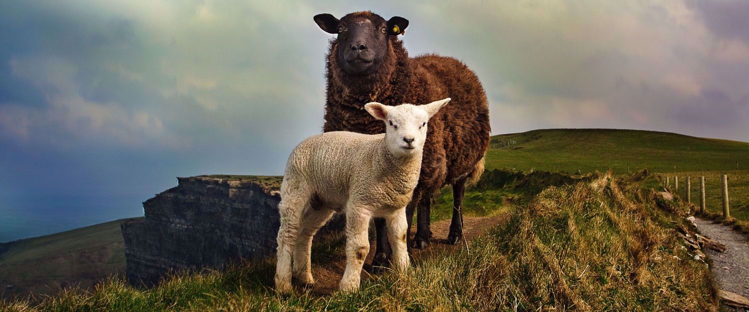 Sheep on the Cliffs of Moher, by Megan Johnston