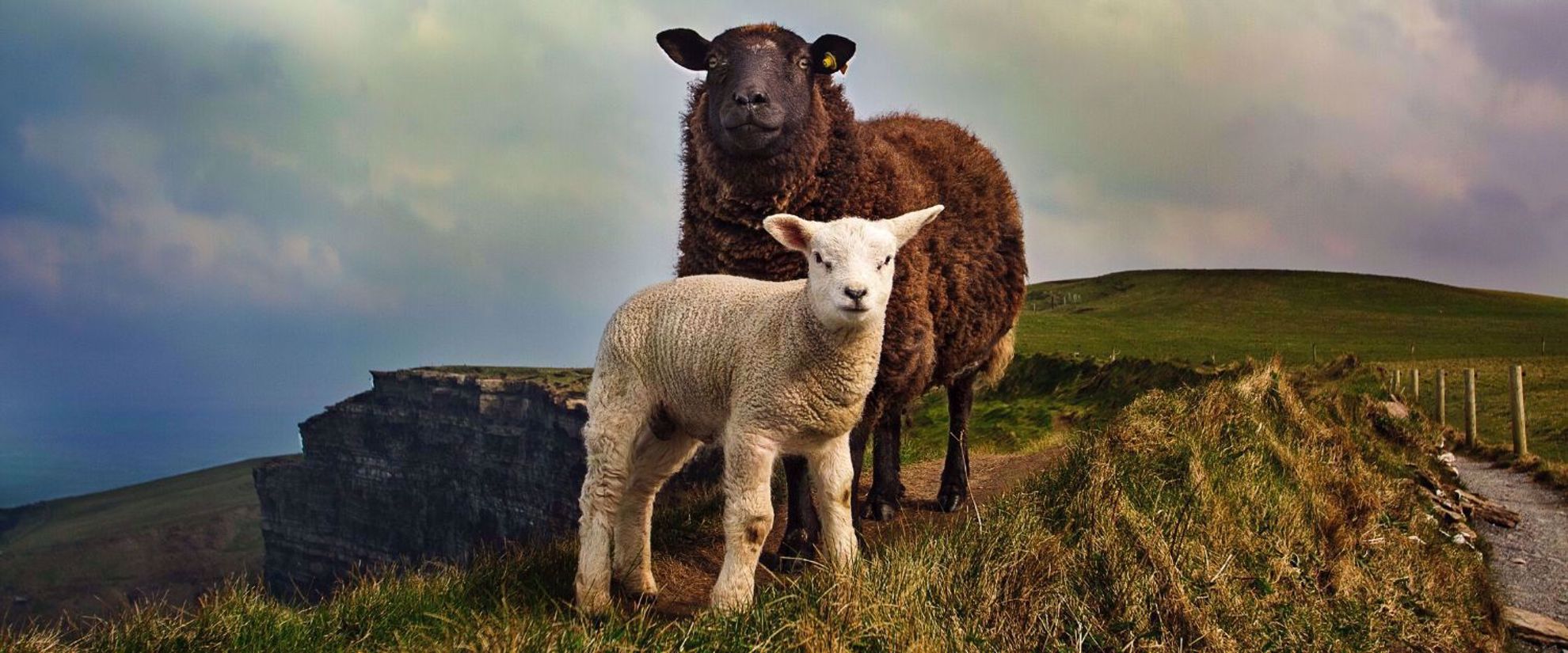 Sheep on the Cliffs of Moher, by Megan Johnston Sheep on the Cliffs of Moher, by Megan Johnston