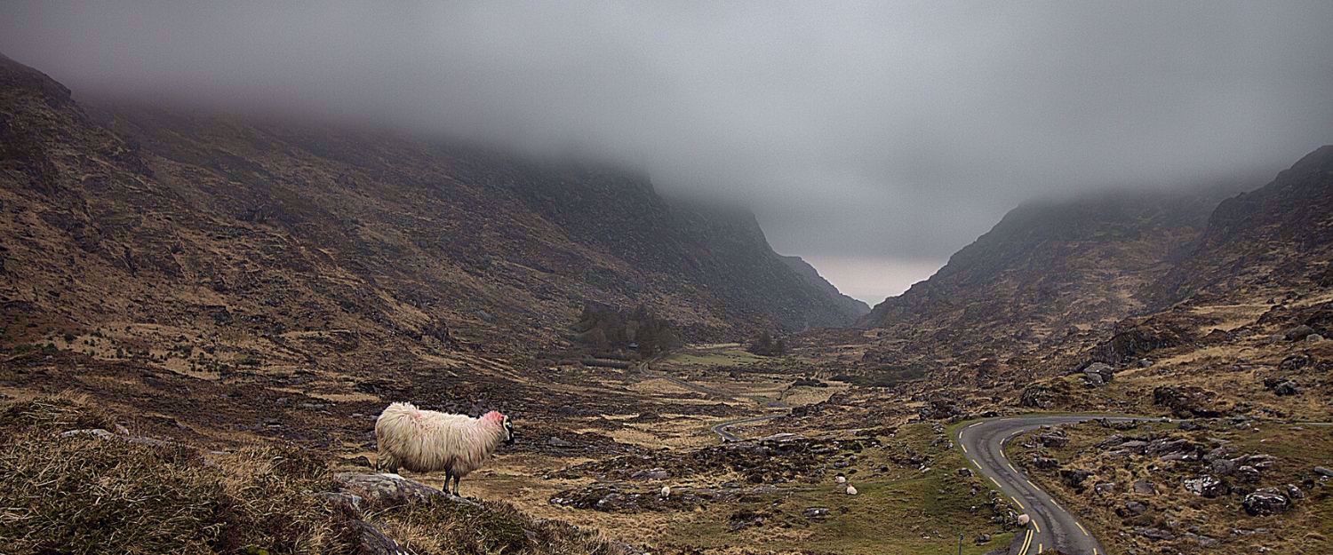 Sheep in Ireland, the Gap of Dunloe