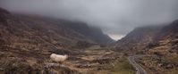Sheep in Ireland, the Gap of Dunloe Sheep in Ireland, the Gap of Dunloe