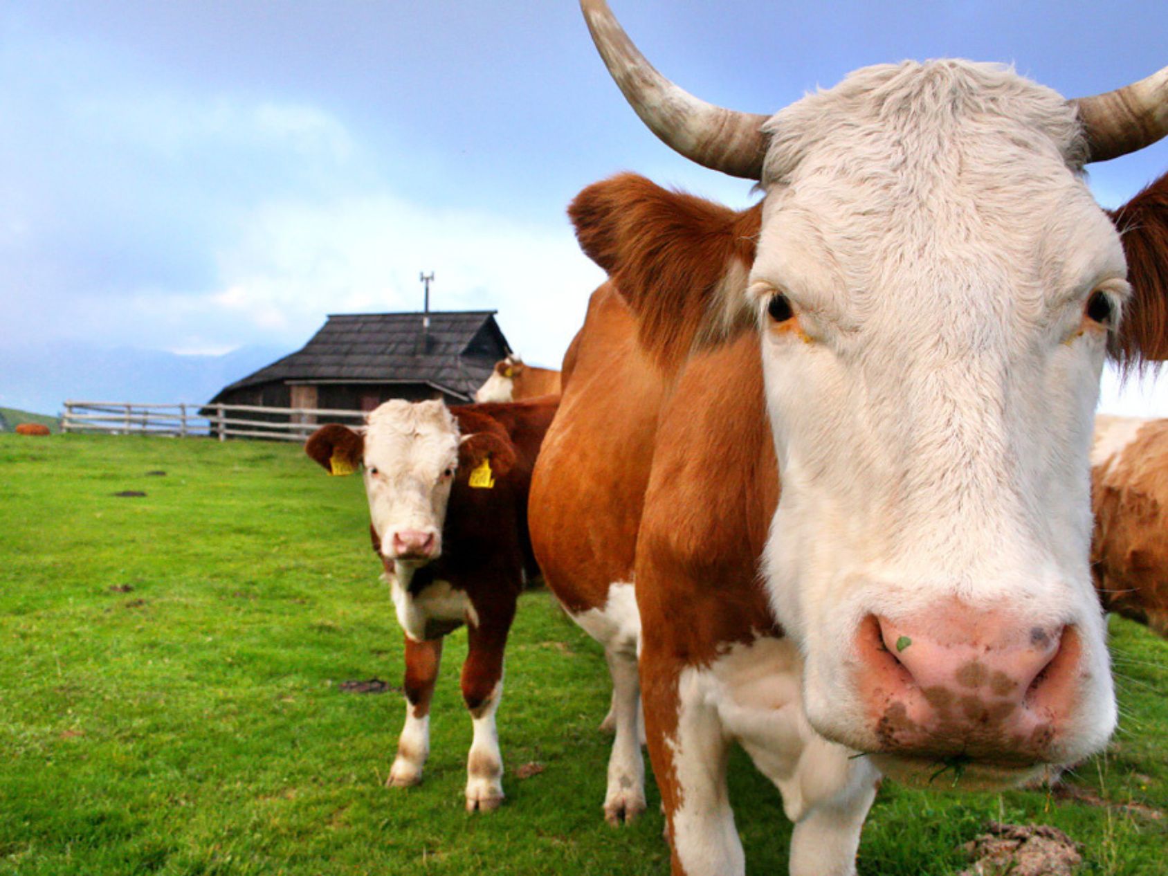 Picture of Alpine Adventures in Slovenia