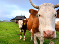 Picture of Alpine Adventures in Slovenia