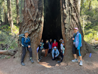 Picture of Wonder and Wellness in the Redwoods