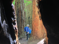 Picture of Wonder and Wellness in the Redwoods